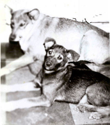 Bill Leschuk photo, unit dogs (Bowser and probably her pup)